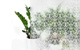Window, frosted glass